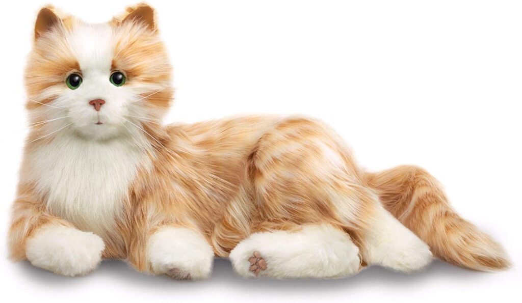 Orange Tabby Cat